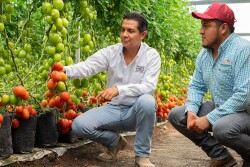 Two men inspect High Resistance by Enza Zaden varieties of tomotoes