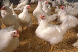 Broilers