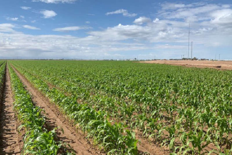 California's Imperial Valley sweet corn harvest is near.