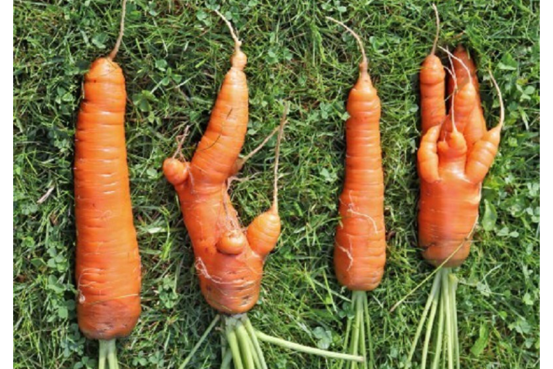 ugly carrots