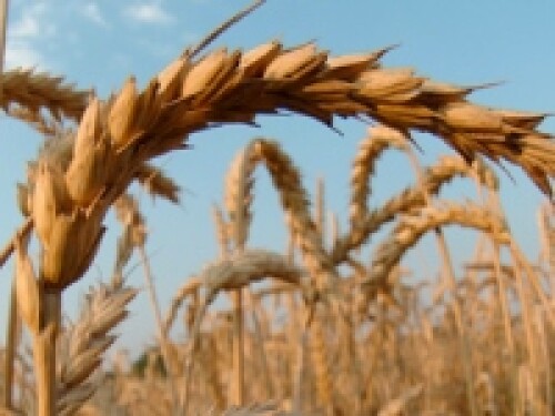 wheat