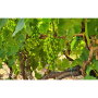 Crown Jewels grapes