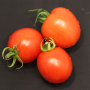 UF tomato research