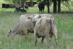 cow-swatting-flies