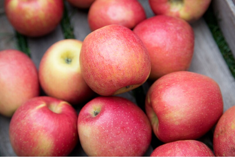 MAIA-L, or Ludacrisp — comes on a little bit later in the season, a week or so ahead of fuji, and is bicolor, very juicy with complex flavors and “a nice sweet-tart balance,” Dodd said. It’s gaining a following in the farmer's market world but has not yet been widely planted commercially.