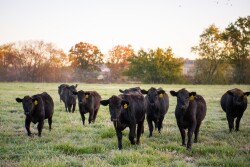Through the Igenity Beef genomic platform, Neogen will identify groups of cattle that qualify for Top Dollar Angus.