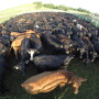 BT_GoPro_Cattle