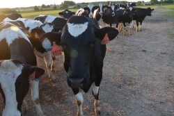 Heifers need to be 85% of mature body weight after calving.