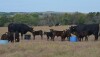 BT_Cow_Calf_Mineral