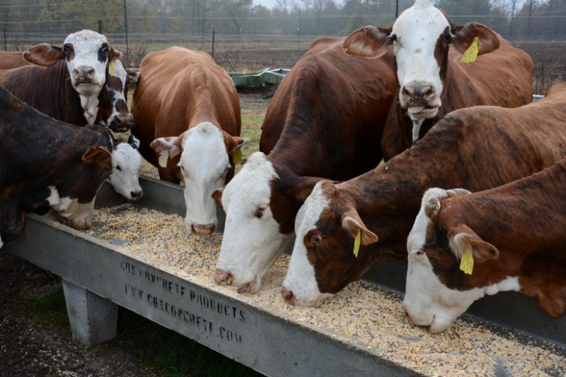 cattle