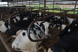 “Adoption of this rule without change will simply put a halt to livestock expansion in the state,” said Cindy Leitner, president of the Wisconsin Dairy Alliance, which represents factory farms.
