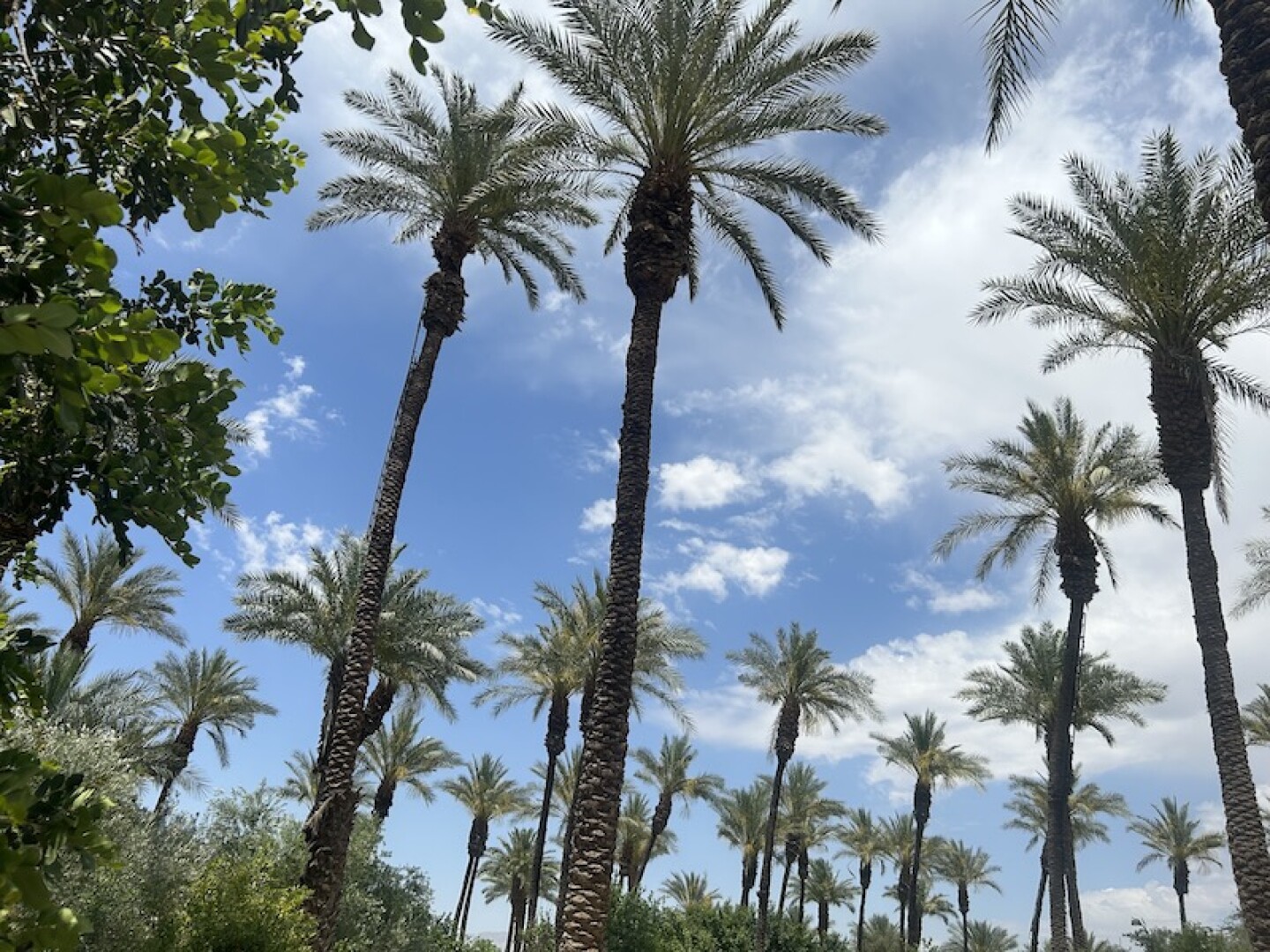 date%20trees%20EMBED.jpeg