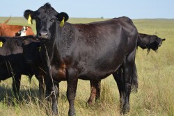 Horned Fly on Cow - PC Dave Boxler