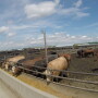 BT_Feedlot_GoPro