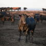 Black steer