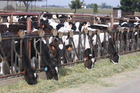 Dairy Heifers Holstein_Maureen Hanson