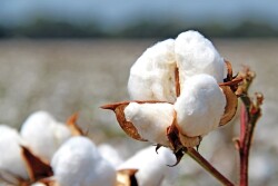 A cotton boll from Red Land Cotton.