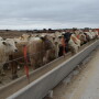 BT_Feedlot_Cattle_Bunkline
