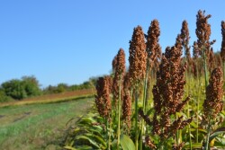 Sorghum_(6)