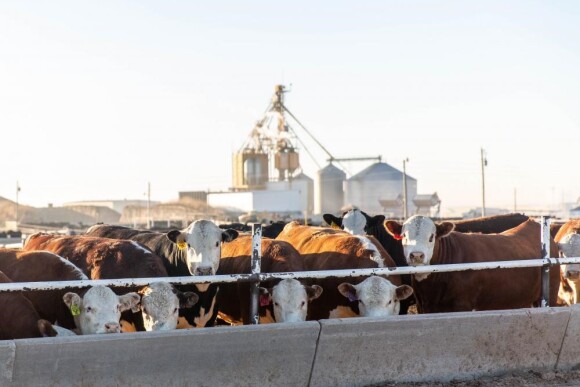 Hereford feedlot