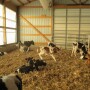 Autofeeder calves_Melissa Cantor