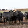 Fat steers