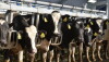 The dry period is a time to allow a cow to rest and prepare herself for the next lactation. However, the drying off process can be incredibly stressful for the animal. 
