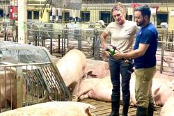 Green Valley Swine Farm with Gestation Sow Feeder