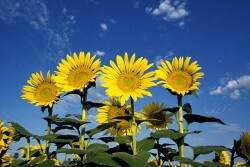 sunflowers