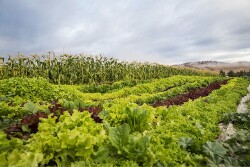 Farm landscape lush with shades of green and include several rows of lettuce and corn. 