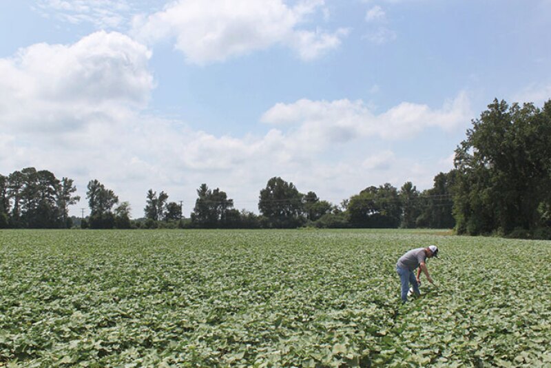 A Nash Produce worker checks out the company’s crop. Rebecca Scott, grower account and marketing director, says the 2020 crop is looking great.
