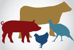 Livestock 