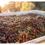 Stemilt cherries