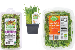 micro greens cat grass etc pea greens