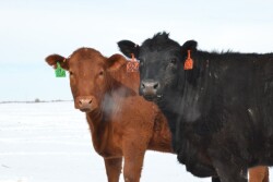 BT_Replacement_Heifers_Snow_Winter