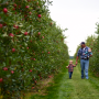 While the Northeast's commercial-scale apple harvest gears up in the fall, families also can go apple-picking at many of those same orchards in New Jersey and New York.
