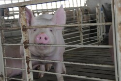 big_pig_(17)