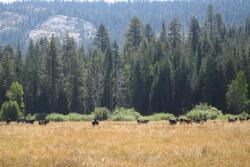 grazing cattle