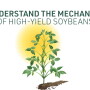 Farm Journal Associate Field Agronomist Missy Bauer says maximizing yields requires a complete understanding of the soybean plant.
