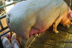 This is how you want sows to look after farrowing. Prolapses are the second leading known cause of sow deaths.