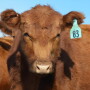 Tips to get heifers ready.