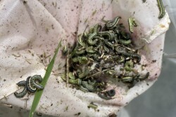 armyworms