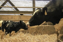 When a cow freshens during the fall or winter, she tends to produce less colostrum than her herd mates who calved in spring and summer. It's no coincidence. Now research is shedding some "light" on the situation.