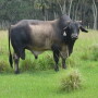 BT_Bull_Florida