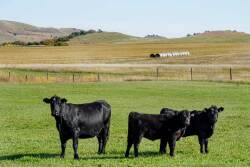 Majestic Ranch