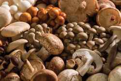 specialty-mushrooms-banner.jpg
