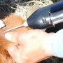 As branding season approaches, consider using calfhood implants as a management strategy to maximize returns. 
