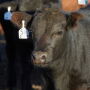 Zoetis cow.JPG