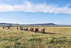 Quarter Horses