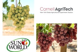 grape research